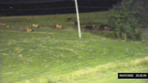 Field evidence of animals moving through a radar deployment environment